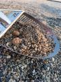 Perso anello - Pietra Ligure (SV)