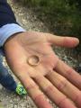 SOS Perso anello - Varese (VA)