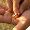 SOS Smarrito anello - San Salvo (CH)