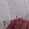 SOS Perso orecchino - Rimini (RN)
