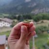 SOS Perso anello - Cumiana (TO)