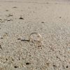 SOS Smarrito anello - Melendugno (LE)