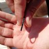SOS Smarrito anello - Gallipoli (LE)