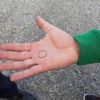 SOS Smarrito anello - Ceriano Laghetto (MB)