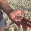 SOS Smarrito anello - Civitanova Marche (MC)