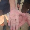 SOS Perso anello - Jesolo (VE)