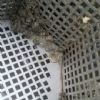 SOS Smarrito anello - Venezia (VE)